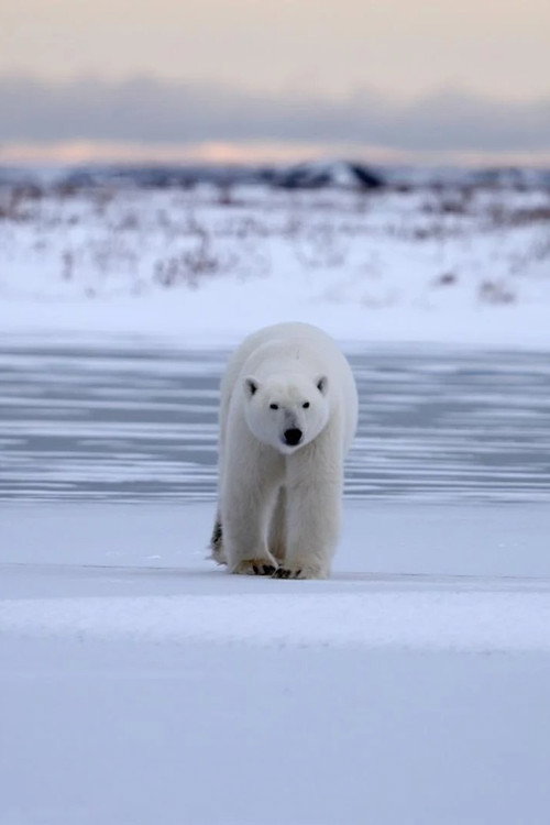 Polar Bear Country poster