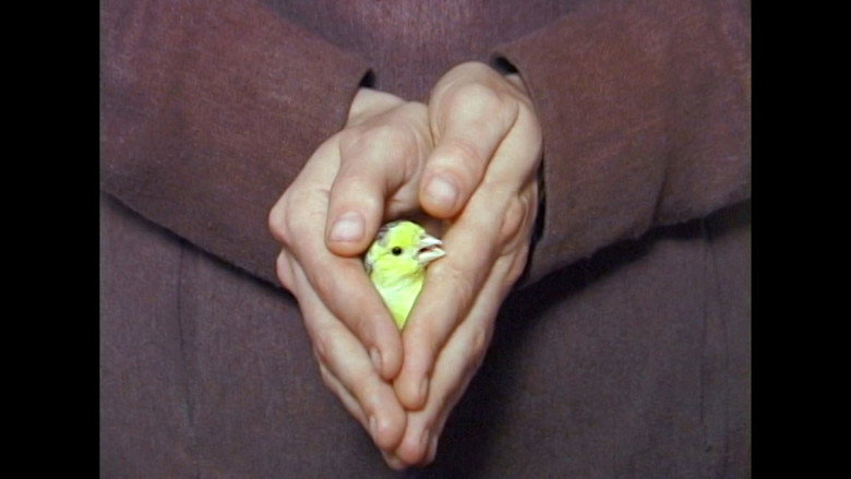 BIRD IN THE SKY still 7