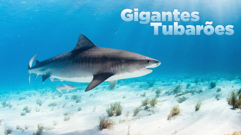 World's Biggest Tiger Shark still 3