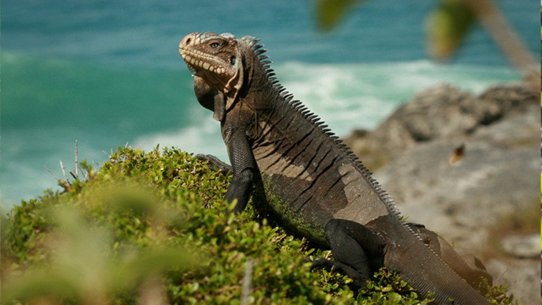 Caraïbes sauvages, les rivages de la diversité still 1