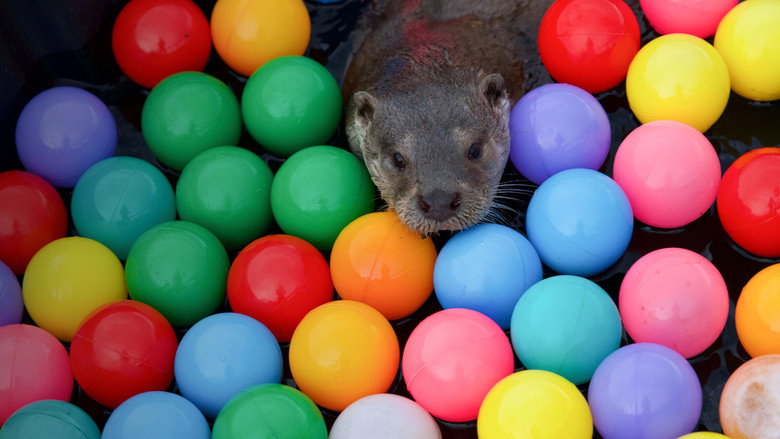 Billy & Molly: An Otter Love Story still 4