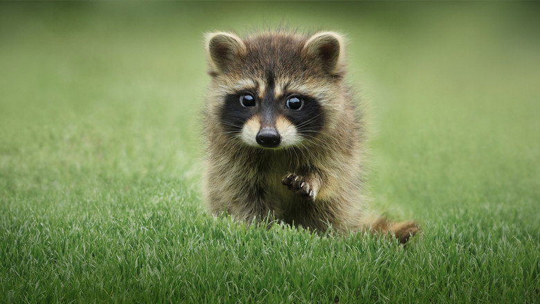 The Secret Lives of Animals still 2
