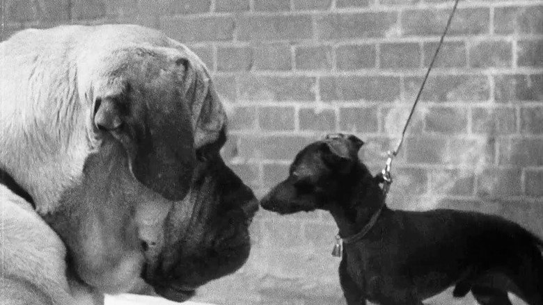 A Cat And Dog Life still 1