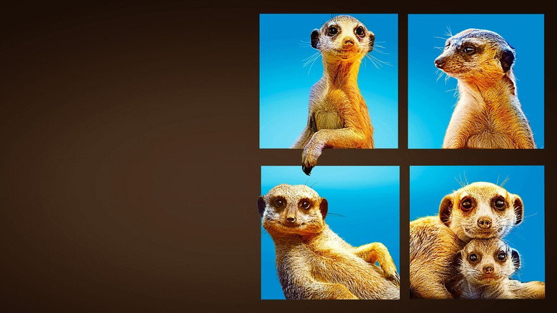 Meet The Meerkats still 4