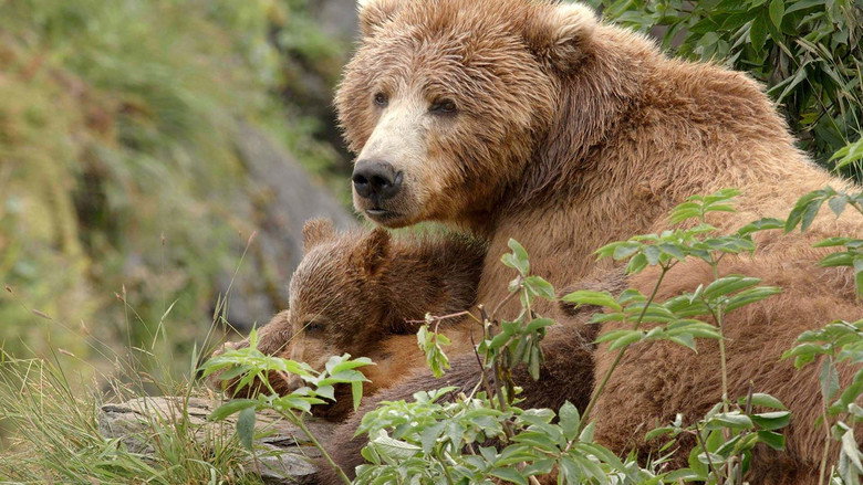 Alaska's Giant Bears still 1