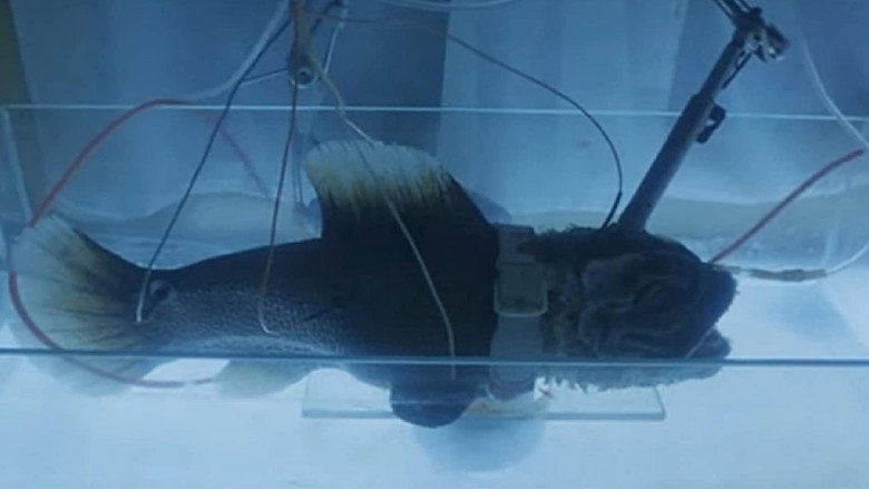 Creatures from the Abyss still 4