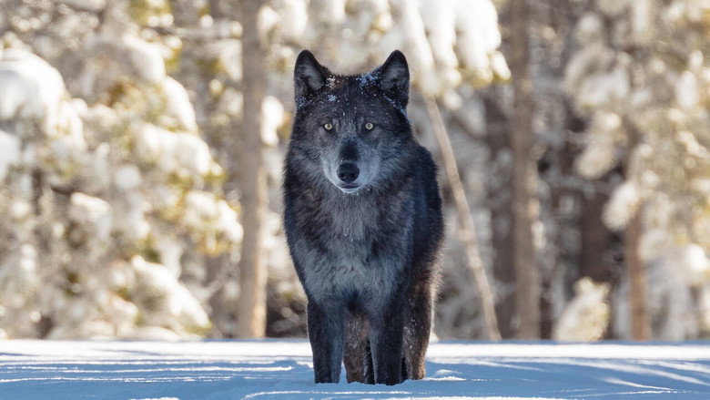 Une année parmi les loups still 1