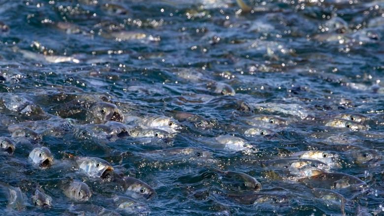 The Biggest Little Fish You've Never Seen still 1