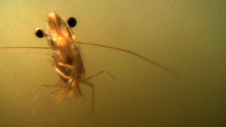 The Shrimp still 1