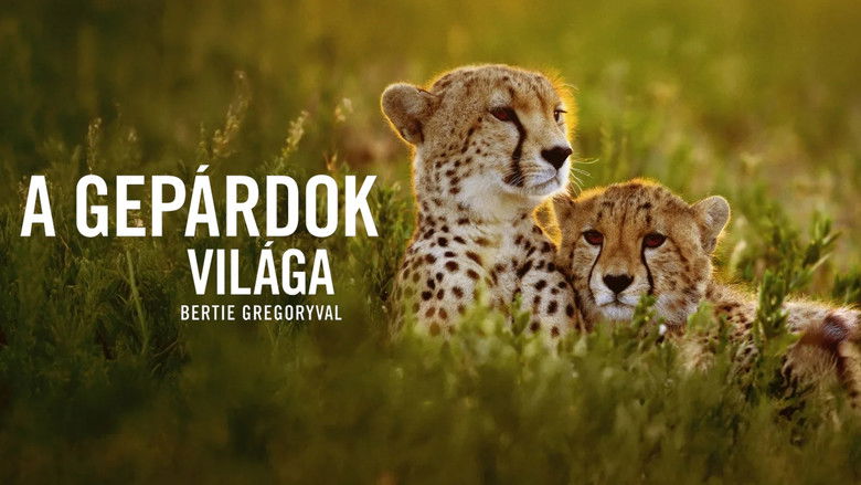 Cheetahs Up Close with Bertie Gregory still 2