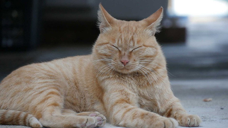 I am a Cat still 1