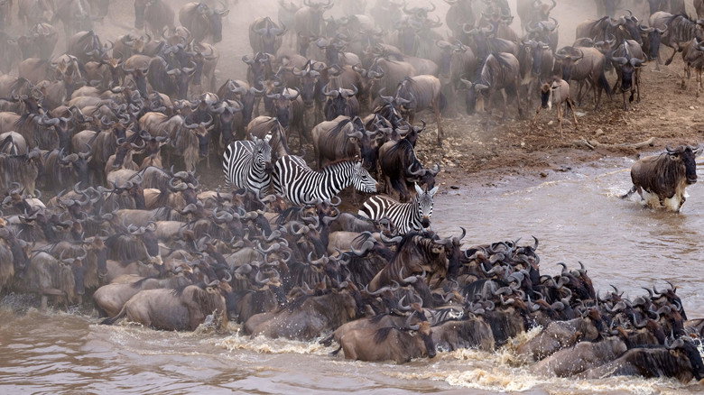 Incredible Animal Journeys still 3