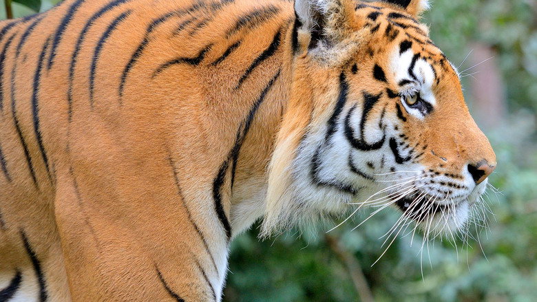 Siberian Tiger, The Secret Kingdom still 4
