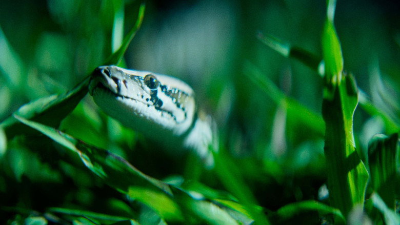 The Python Hunt still 4